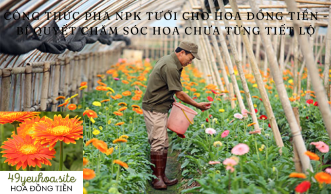 Công thức pha NPK tưới cho hoa Đồng Tiền - Bí quyết chăm sóc hoa chưa từng tiết lộ