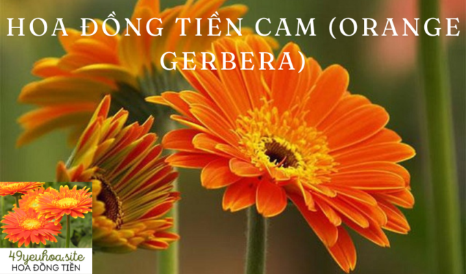 Hoa Đồng Tiền Cam (Orange Gerbera)