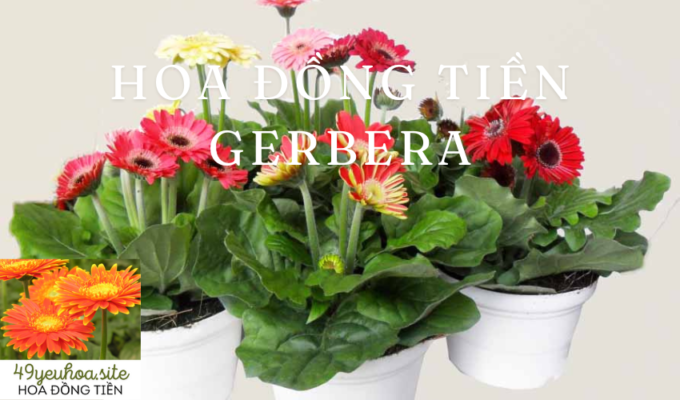 Hoa Đồng Tiền Gerbera