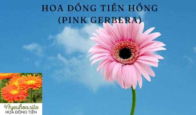 Hoa Đồng Tiền Hồng (Pink Gerbera)