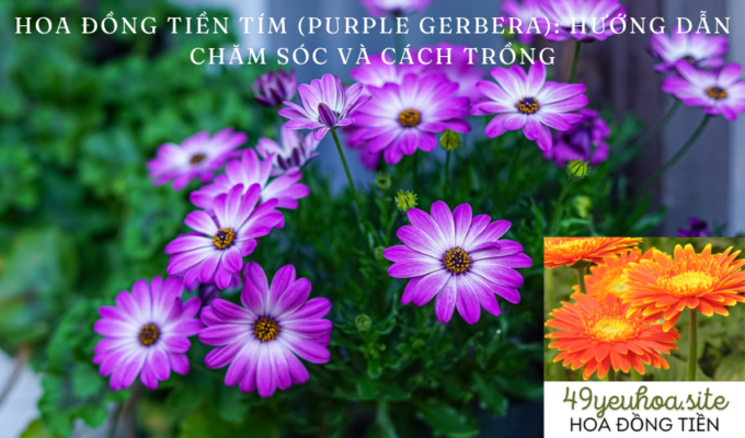 Purple Gerbera: Care and Growing Instructions