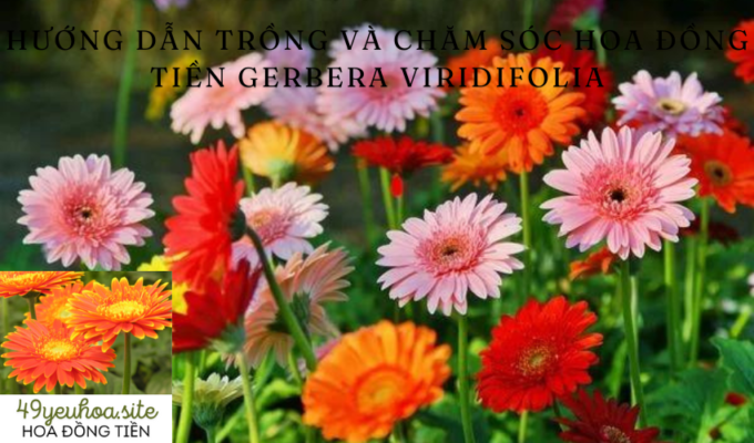 Hướng dẫn trồng và chăm sóc hoa Đồng Tiền Gerbera Viridifolia