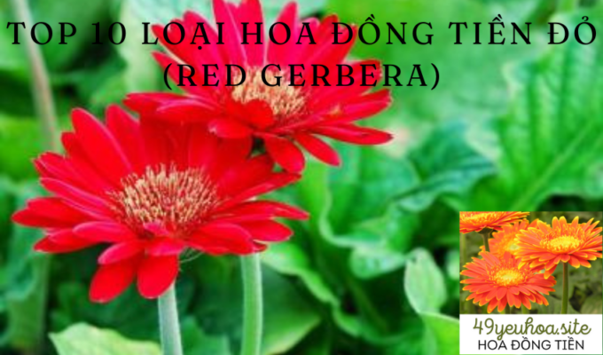 Top 10 loại hoa đồng tiền đỏ (Red Gerbera)